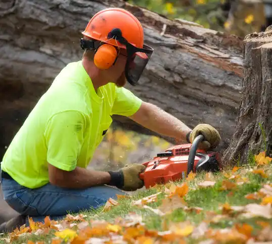 tree services Zia Pueblo